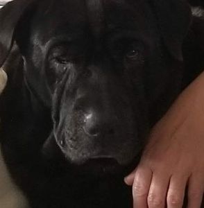 Meet your Posher, Denise